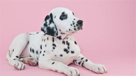 Navigating Pet Laws and Regulations in the Philippines: An Extensive G.